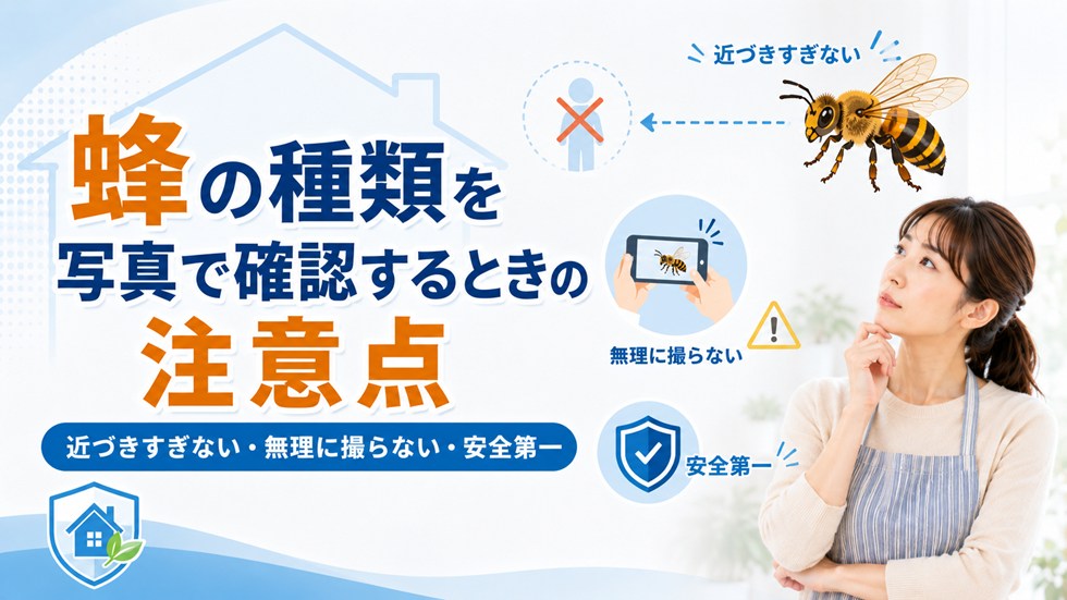蜂の種類を写真で確認するときの注意点
